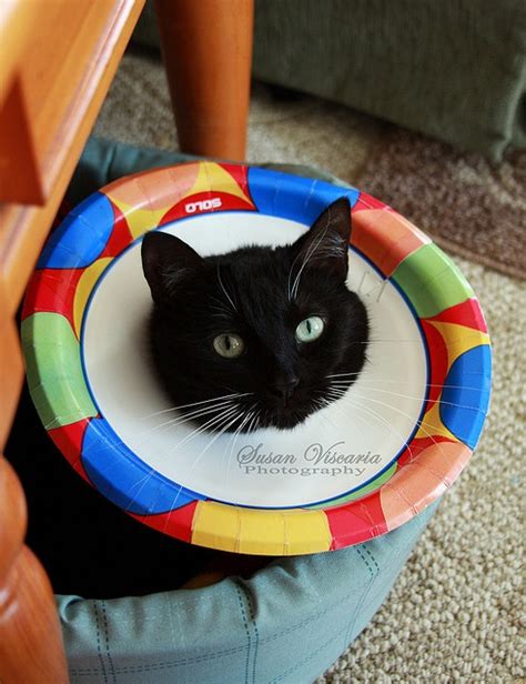 alternative to cone of shame for cats